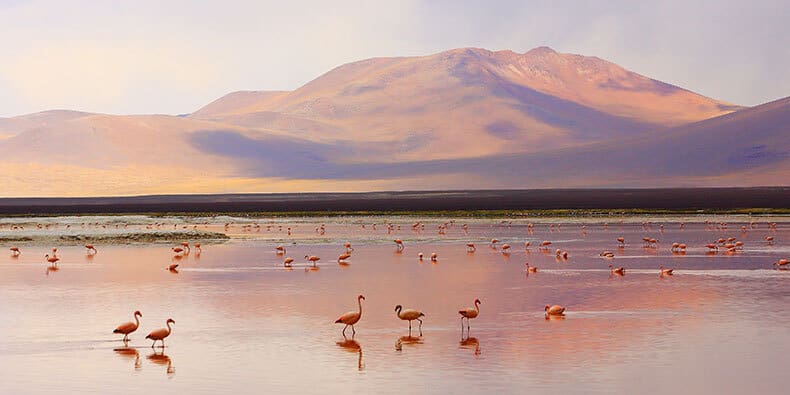 Laguna Colorada Uyuni